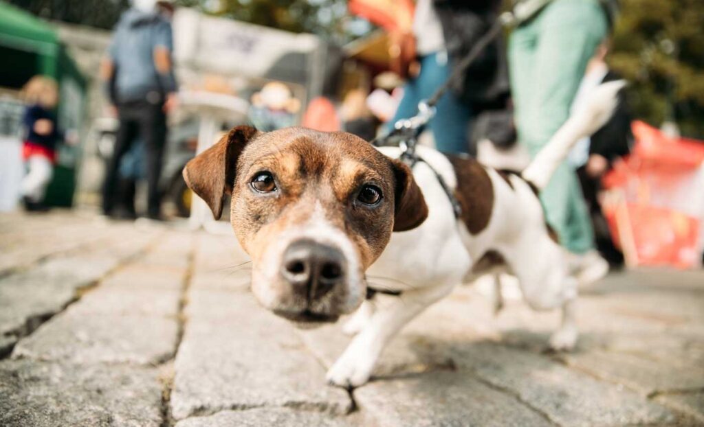 A small brown and white dog on a leash looks closely at the camera while walking on a cobblestone street with people in the background.